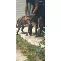 Foto dell\'animale Comune di Messina -  Dipartimento ambiente e sanità - Servizio Randagismo Messina - 380260170169142