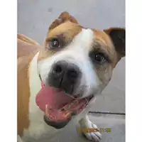 Foto dell\'animale Comune di Messina -  Dipartimento ambiente e sanità - Servizio Randagismo Messina - 380260002666640