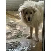 Foto dell\'animale Comune di Messina -  Dipartimento ambiente e sanità - Servizio Randagismo Messina - 380260170170486