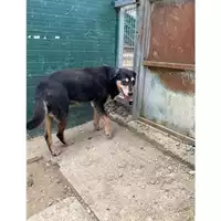 Foto dell\'animale Comune di Messina -  Dipartimento ambiente e sanità - Servizio Randagismo Messina - 380260002665345