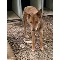 Foto dell\'animale Comune di Messina -  Dipartimento ambiente e sanità - Servizio Randagismo Messina - 380260010145432