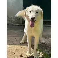 Foto dell\'animale Comune di Messina -  Dipartimento ambiente e sanità - Servizio Randagismo Messina - 380260170210674