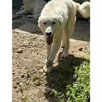 Foto dell\'animale Comune di Messina -  Dipartimento ambiente e sanità - Servizio Randagismo Messina - 380260170210503