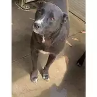 Foto dell\'animale Comune di Messina -  Dipartimento ambiente e sanità - Servizio Randagismo Messina - 380260043650747
