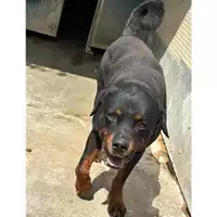 Foto dell\'animale Comune di Messina -  Dipartimento ambiente e sanità - Servizio Randagismo Messina - 380260043653508