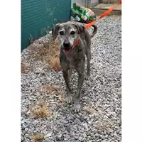 Foto dell\'animale Comune di Messina -  Dipartimento ambiente e sanità - Servizio Randagismo Messina - 380260170169104
