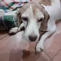 Foto dell\'animale Comune di Messina -  Dipartimento ambiente e sanità - Servizio Randagismo Messina - 380260170170458