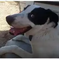 Foto dell\'animale Comune di Messina -  Dipartimento ambiente e sanità - Servizio Randagismo Messina - 380260170213416