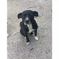 Foto dell\'animale Comune di Messina -  Dipartimento ambiente e sanità - Servizio Randagismo Messina - 380260170213308