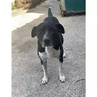 Foto dell\'animale Comune di Messina -  Dipartimento ambiente e sanità - Servizio Randagismo Messina - 380260170213306