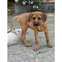 Foto dell\'animale Comune di Messina -  Dipartimento ambiente e sanità - Servizio Randagismo Messina - 380260170212973