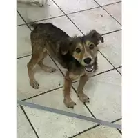 Foto dell\'animale Comune di Messina -  Dipartimento ambiente e sanità - Servizio Randagismo Messina - 380260170213712