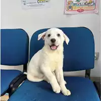 Foto dell\'animale Comune di Messina -  Dipartimento ambiente e sanità - Servizio Randagismo Messina - 380260170213313