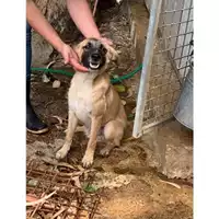 Foto dell\'animale Comune di Messina -  Dipartimento ambiente e sanità - Servizio Randagismo Messina - 380260170213943