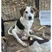 Foto dell\'animale Comune di Messina -  Dipartimento ambiente e sanità - Servizio Randagismo Messina - 380260170213674