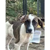 Foto dell\'animale Comune di Messina -  Dipartimento ambiente e sanità - Servizio Randagismo Messina - 380260170213673