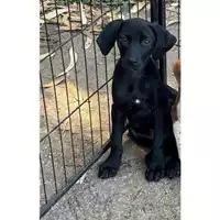 Foto dell\'animale Comune di Messina -  Dipartimento ambiente e sanità - Servizio Randagismo Messina - 380260170213671
