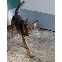 Foto dell\'animale Comune di Messina -  Dipartimento ambiente e sanità - Servizio Randagismo Messina - 380260170213304
