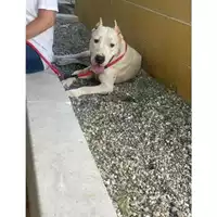 Foto dell\'animale Comune di Messina -  Dipartimento ambiente e sanità - Servizio Randagismo Messina - 380260170213419
