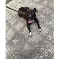 Foto dell\'animale Comune di Messina -  Dipartimento ambiente e sanità - Servizio Randagismo Messina - 380260170213576
