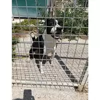 Foto dell\'animale Comune di Messina -  Dipartimento ambiente e sanità - Servizio Randagismo Messina - 380260170213403
