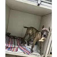 Foto dell\'animale Comune di Messina -  Dipartimento ambiente e sanità - Servizio Randagismo Messina - 380260170213464
