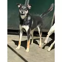 Foto dell\'animale Comune di Messina -  Dipartimento ambiente e sanità - Servizio Randagismo Messina - 380260170212450