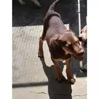 Foto dell\'animale Comune di Messina -  Dipartimento ambiente e sanità - Servizio Randagismo Messina - 380260170213162