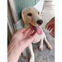 Foto dell\'animale Comune di Messina -  Dipartimento ambiente e sanità - Servizio Randagismo Messina - 380260170213169
