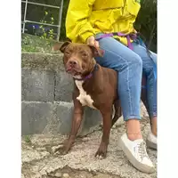 Foto dell\'animale Comune di Messina -  Dipartimento ambiente e sanità - Servizio Randagismo Messina - 380260170213997