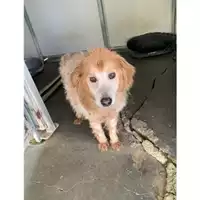 Foto dell\'animale Comune di Messina -  Dipartimento ambiente e sanità - Servizio Randagismo Messina - 380260010145104