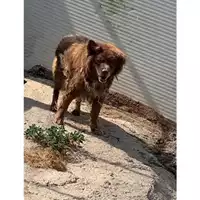 Foto dell\'animale Comune di Messina -  Dipartimento ambiente e sanità - Servizio Randagismo Messina - 380260010017795