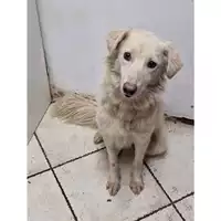Foto dell\'animale Comune di Messina -  Dipartimento ambiente e sanità - Servizio Randagismo Messina - 