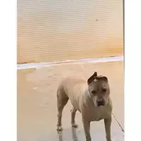 Foto dell\'animale Comune di Messina -  Dipartimento ambiente e sanità - Servizio Randagismo Messina - 380260044459760