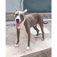 Foto dell\'animale Comune di Messina -  Dipartimento ambiente e sanità - Servizio Randagismo Messina - 380260170064620