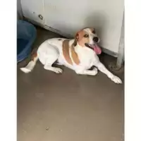 Foto dell\'animale Comune di Messina -  Dipartimento ambiente e sanità - Servizio Randagismo Messina - 380260043496434
