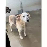 Foto dell\'animale Comune di Messina -  Dipartimento ambiente e sanità - Servizio Randagismo Messina - 380260040967053