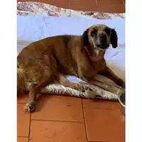 Foto dell\'animale Comune di Messina -  Dipartimento ambiente e sanità - Servizio Randagismo Messina - 380260041241556