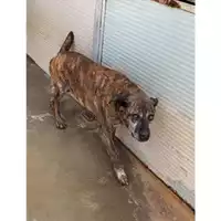Foto dell\'animale Comune di Messina -  Dipartimento ambiente e sanità - Servizio Randagismo Messina - 380260002666910