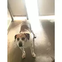 Foto dell\'animale Comune di Messina -  Dipartimento ambiente e sanità - Servizio Randagismo Messina - 380260100079823
