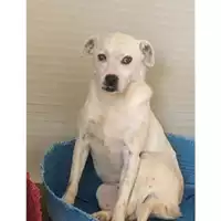 Foto dell\'animale Comune di Messina -  Dipartimento ambiente e sanità - Servizio Randagismo Messina - 380260004028932