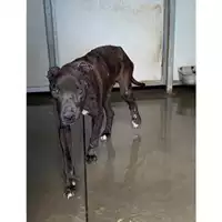Foto dell\'animale Comune di Messina -  Dipartimento ambiente e sanità - Servizio Randagismo Messina - 380260040989985