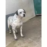 Foto dell\'animale Comune di Messina -  Dipartimento ambiente e sanità - Servizio Randagismo Messina - 380260004028745