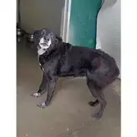 Foto dell\'animale Comune di Messina -  Dipartimento ambiente e sanità - Servizio Randagismo Messina - 380260041014277