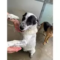 Foto dell\'animale Comune di Messina -  Dipartimento ambiente e sanità - Servizio Randagismo Messina - 380260002800677