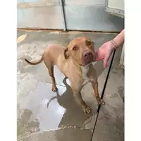 Foto dell\'animale Comune di Messina -  Dipartimento ambiente e sanità - Servizio Randagismo Messina - 380260004029936