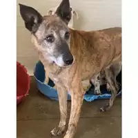 Foto dell\'animale Comune di Messina -  Dipartimento ambiente e sanità - Servizio Randagismo Messina - 380260002666762