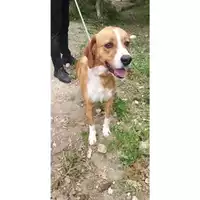 Foto dell\'animale Comune di Messina -  Dipartimento ambiente e sanità - Servizio Randagismo Messina - 380260170168868
