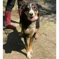 Foto dell\'animale Comune di Messina -  Dipartimento ambiente e sanità - Servizio Randagismo Messina - 380260004029368