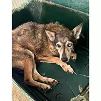 Foto dell\'animale Comune di Messina -  Dipartimento ambiente e sanità - Servizio Randagismo Messina - 380260010095201